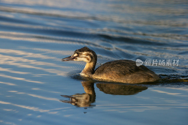 会游泳的幼大凤头greus (Podiceps cristatus)